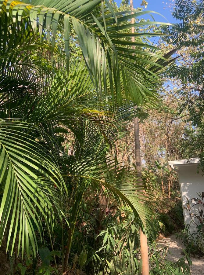 Driftwood Glamping & Boutique Hotel Playa Guiones Eksteriør billede